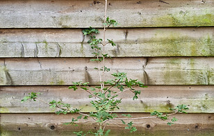 Spaanse aak _edited.jpg