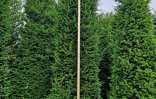 Taxus bac groot solitair.jpg