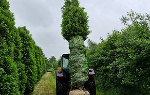 Grote solitairen.jpg