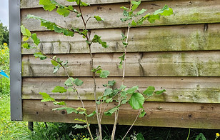 20250722_114215 (1).jpg