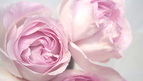 Wix、慣れれば簡単です。