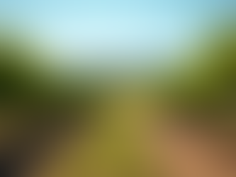 A Complicated Cat's Guide to Paso Robles: Secrets from the Vineyards