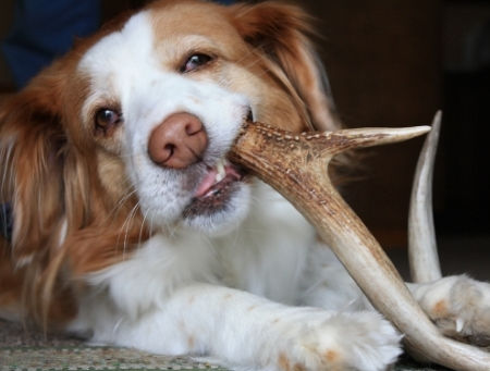Can Chew Treats Kill Your Dog?