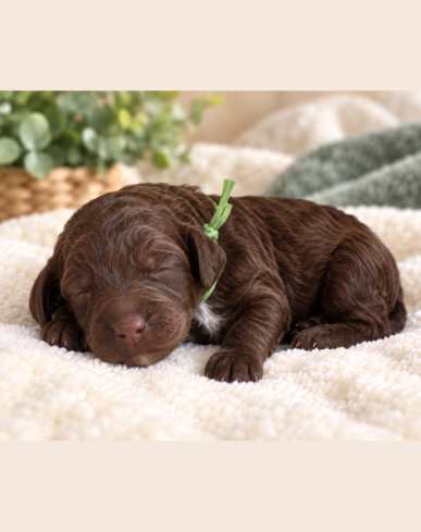 Green Boy Goldendoodle.png