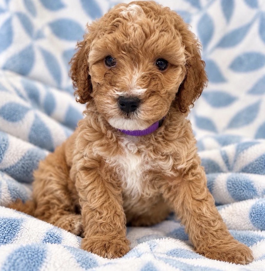 Winnie the Pooch.jpeg