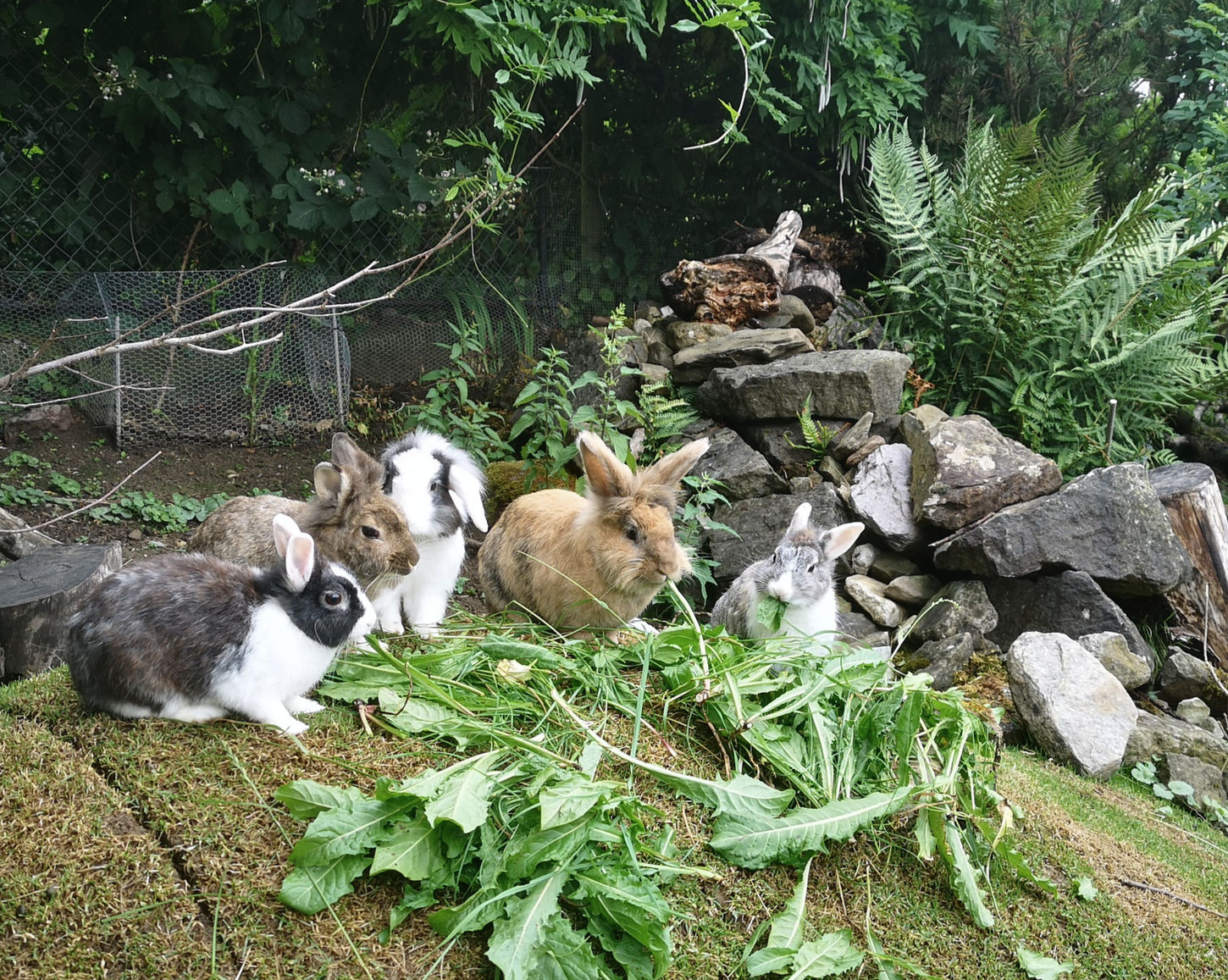 Fünf Hasen am Gras fressen