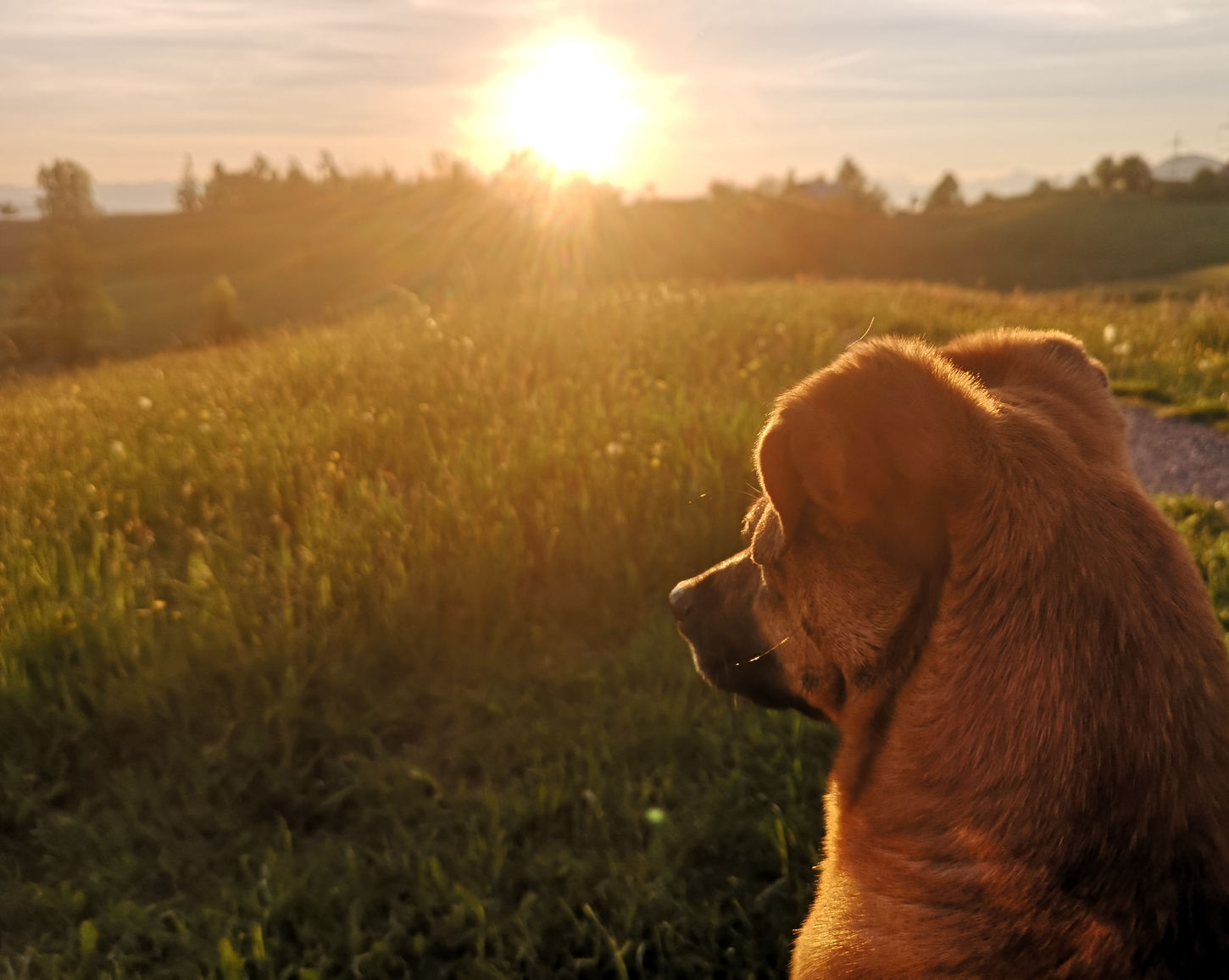 Rücksicht eines Hundes im Sonnenaufgang, umgeben von goldenem Licht, der in die Ferne blickt.