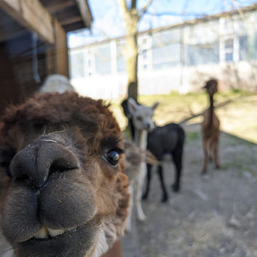 Alpaka schaut in Kamera