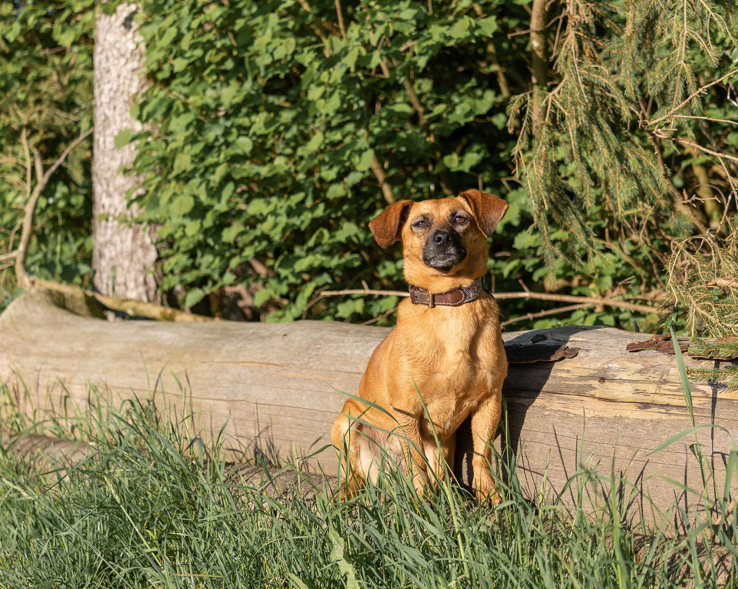 Hund sitzt auf einem Baumstamm am Waldrand.