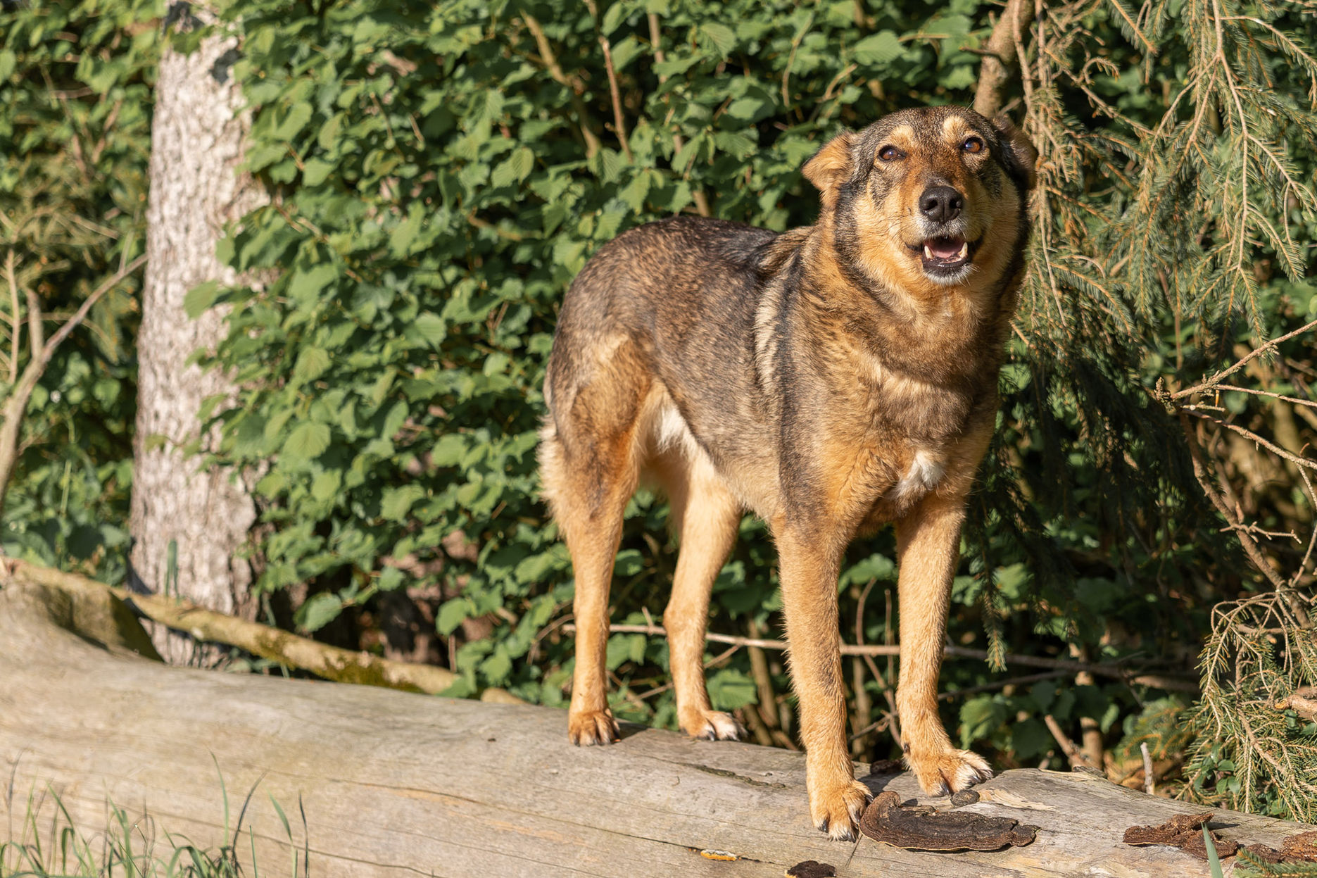 Hund steht auf Baumstamm am Waldrand