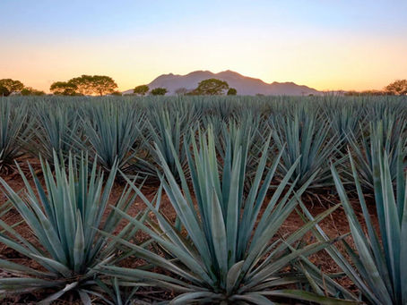 La Ruta Dorada del Agave: Un Viaje Sensorial a Bordo del Tequila Express