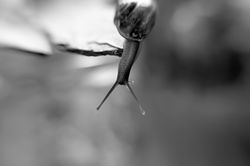 snail