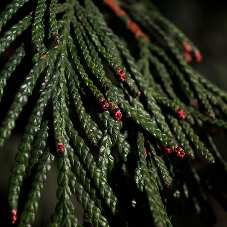 Cupressus
