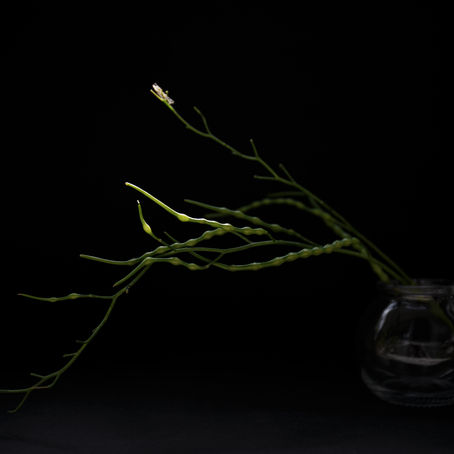 new | Several compositions on black 