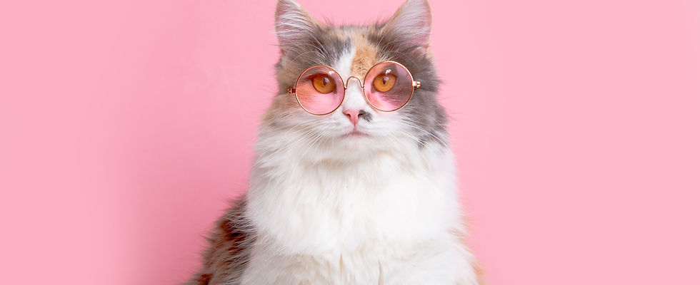 portrait-funny-cute-gray-white-fluffy-cat-sunny-pink-glasses-lying-pink-background.jpg
