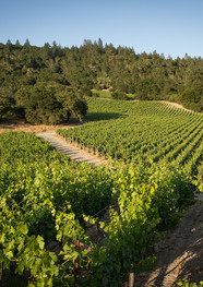 Winery Vineyard St Helena.jpg