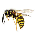 yellowjacket-250.jpg