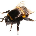 hommel.png