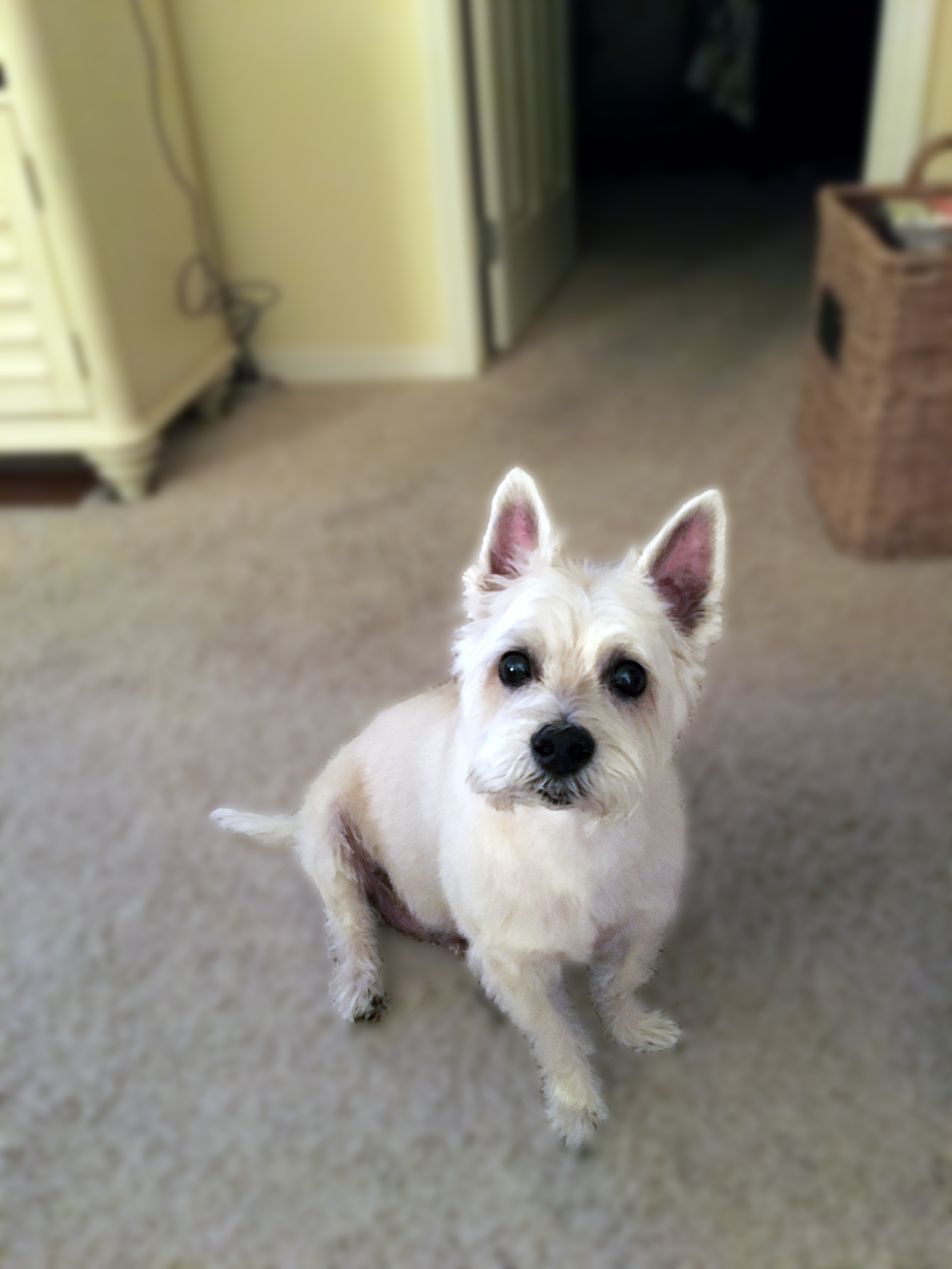 Tucker