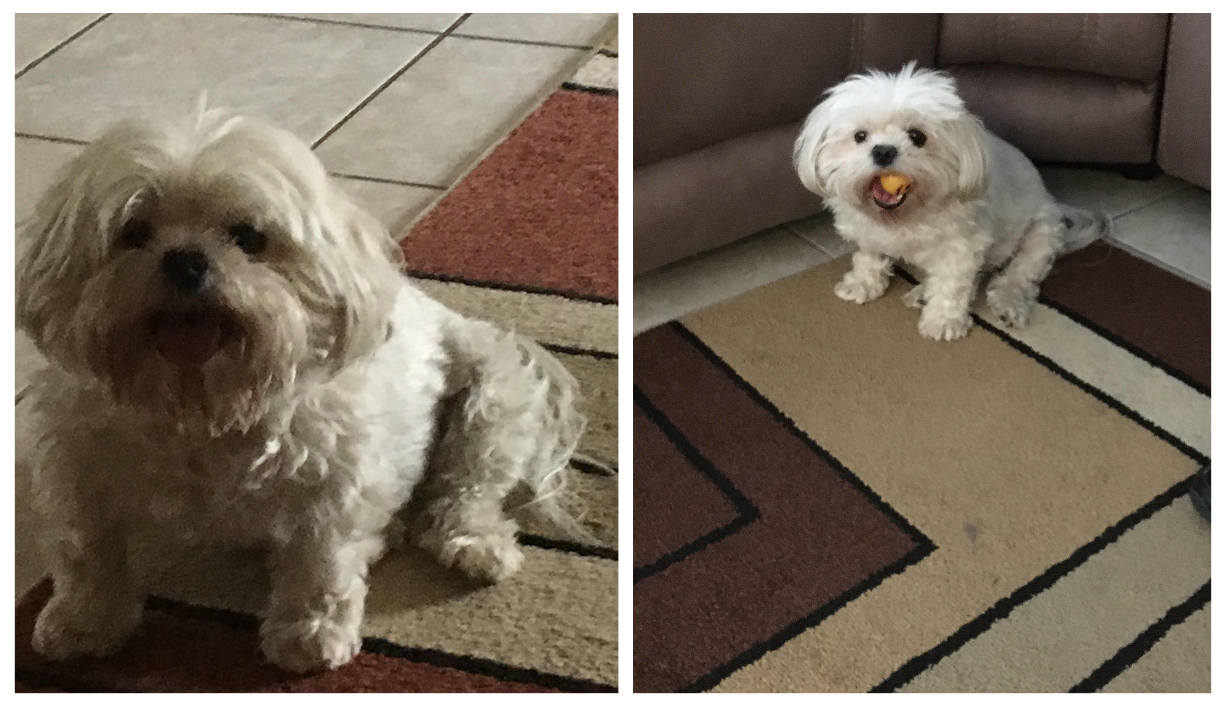 Daisy