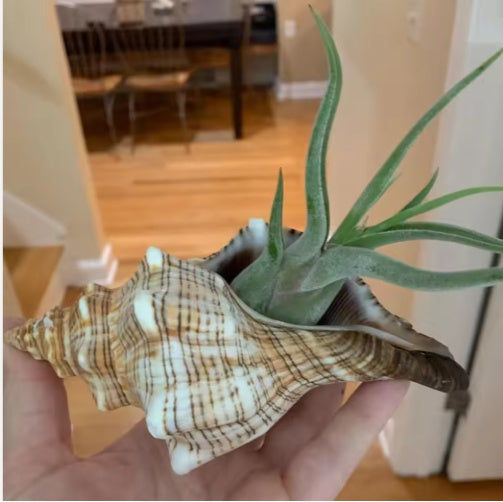 Thumbnail: 2PCS Conch Shell Large Natural Seashells For Fish Tank Wedding Decor Beach Theme