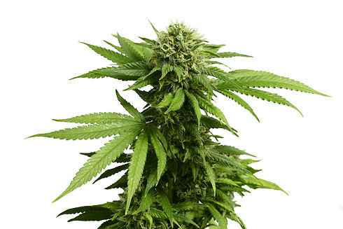 Hemp Plant Solo Background