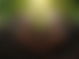 „Handanalyse als Persönlichkeitsprofil: Hände halten einen jungen Keimling als Symbol für Talente, innere Stärke und berufliche Neuorientierung.“