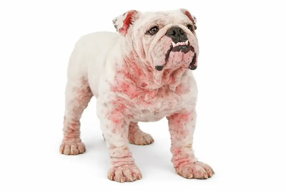 bulldog com dermatite cachorro