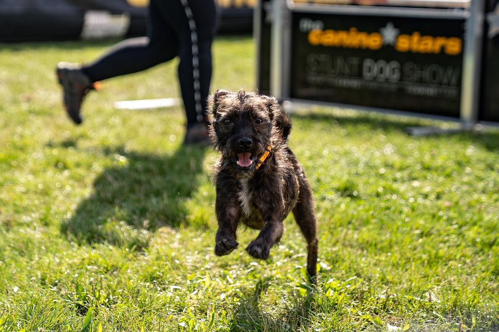 Wilson getting his close up while performing in Smithers, BC in 2024.