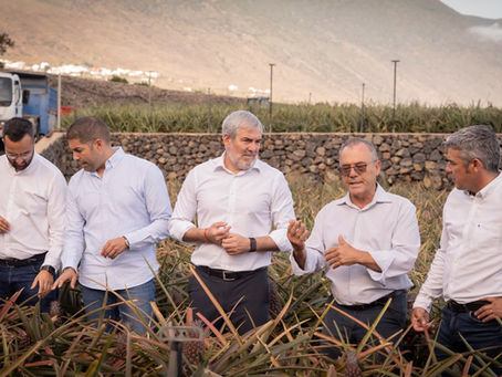Clavijo ratifica el respaldo del Gobierno de Canarias a la recuperación de la piña tropical de El Hierro