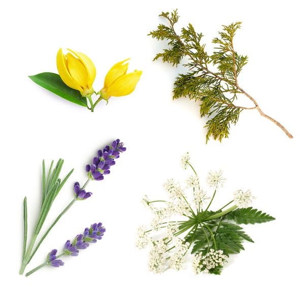 Miniaturbild: Stick für Entspannung und Schlaf – doTERRA – duft – Lis-STORE.CH
