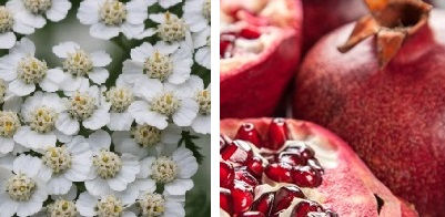 Miniaturbild: doTERRA Yarrow|Pom (Botanische Mischung) Antiaging - 30ml