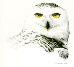 Snowy owl