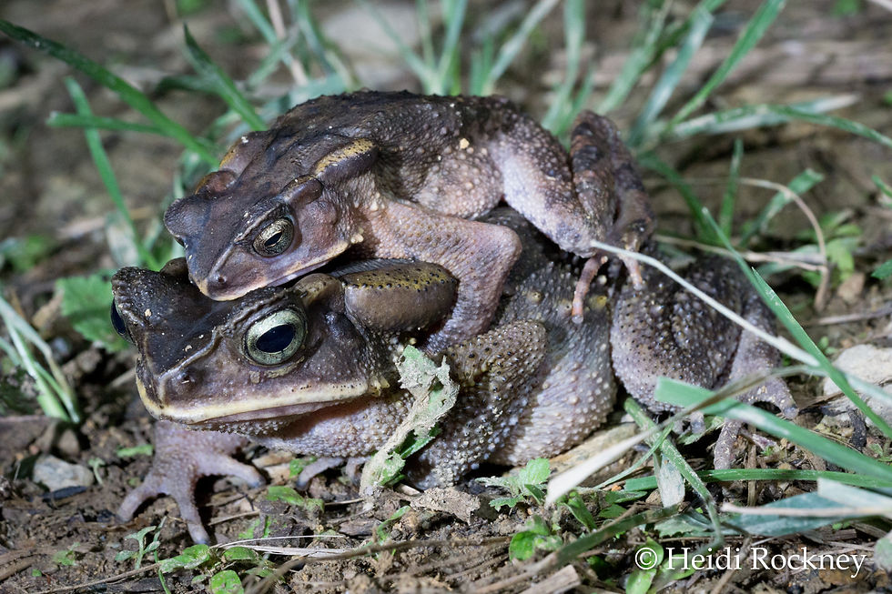 Ingerophrynus celebensis