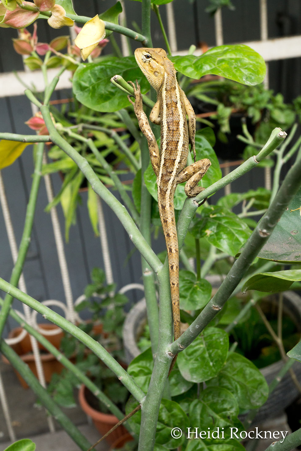 Calotes versicolor