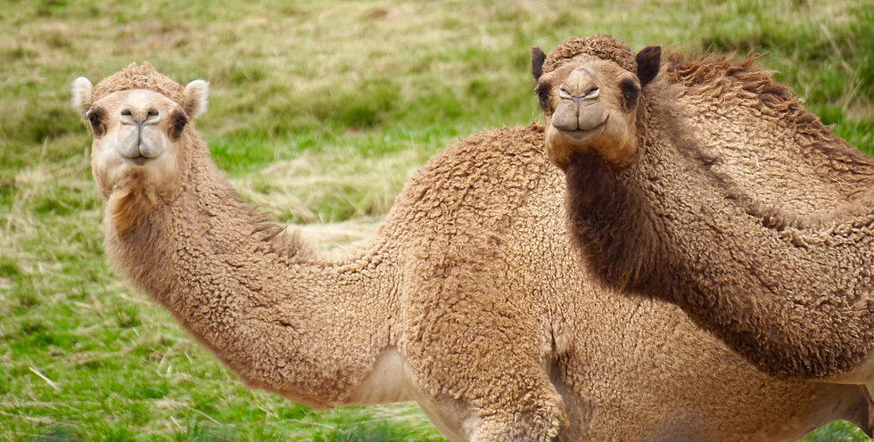 Arabian Camel