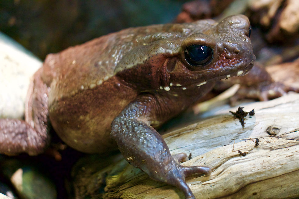 Smooth Sided Toad