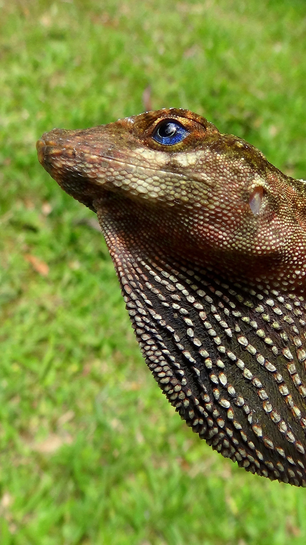 Anole lizard