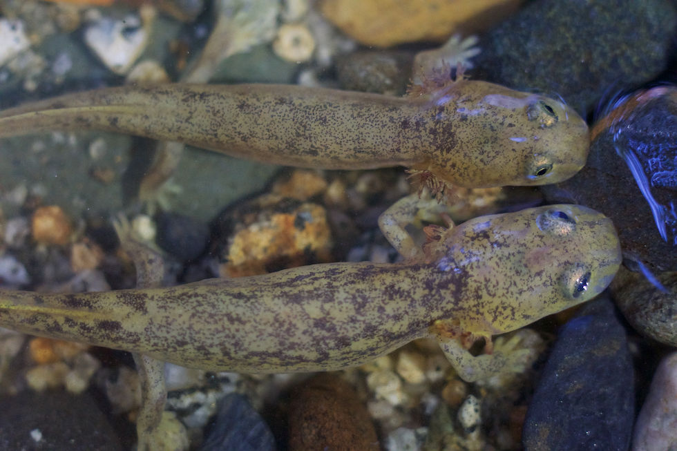 Pacific Giant Salamander