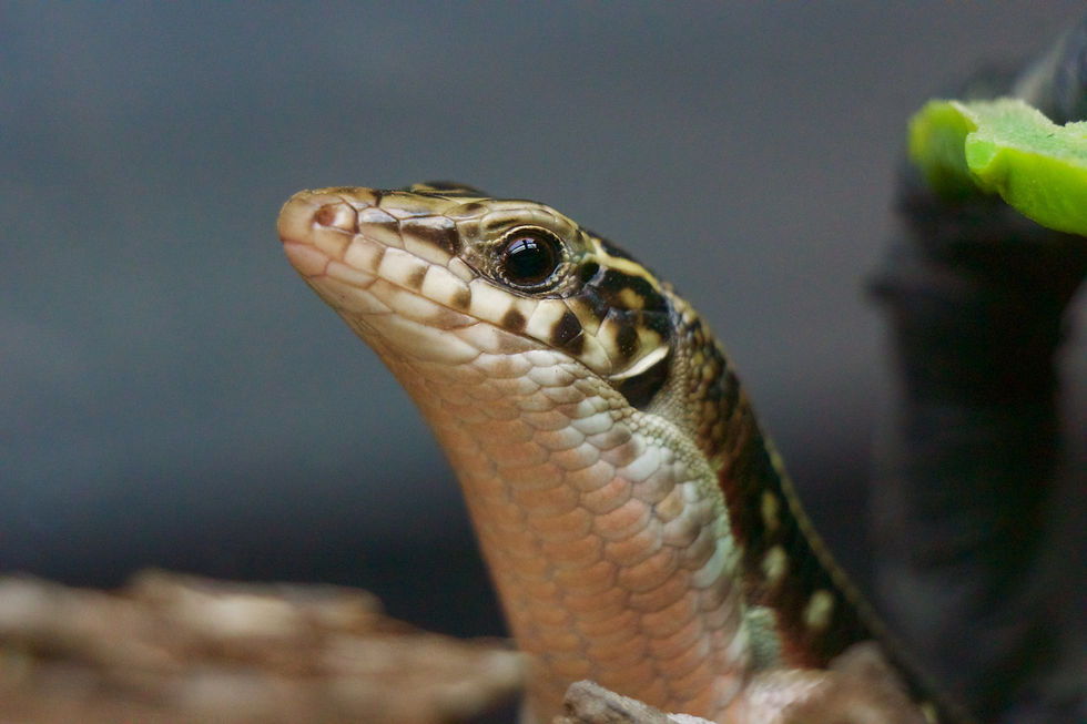 Ornate plated lizard