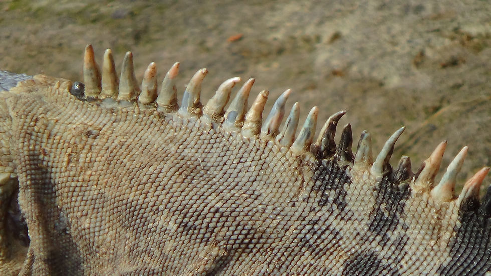 Black Ctenosaur detail
