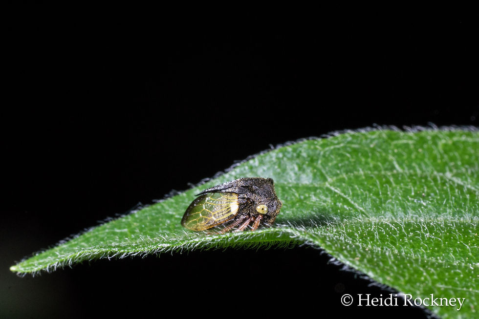 Unidentified Thorn Bug