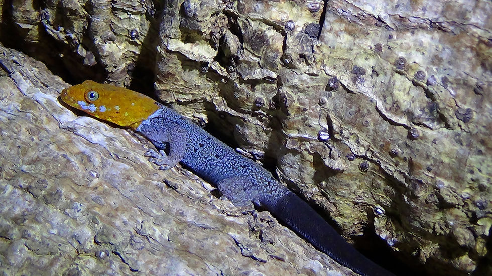 Yellow-headed Gecko