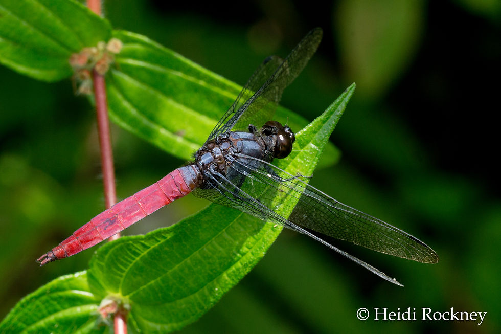 Unidentified Dragonfly