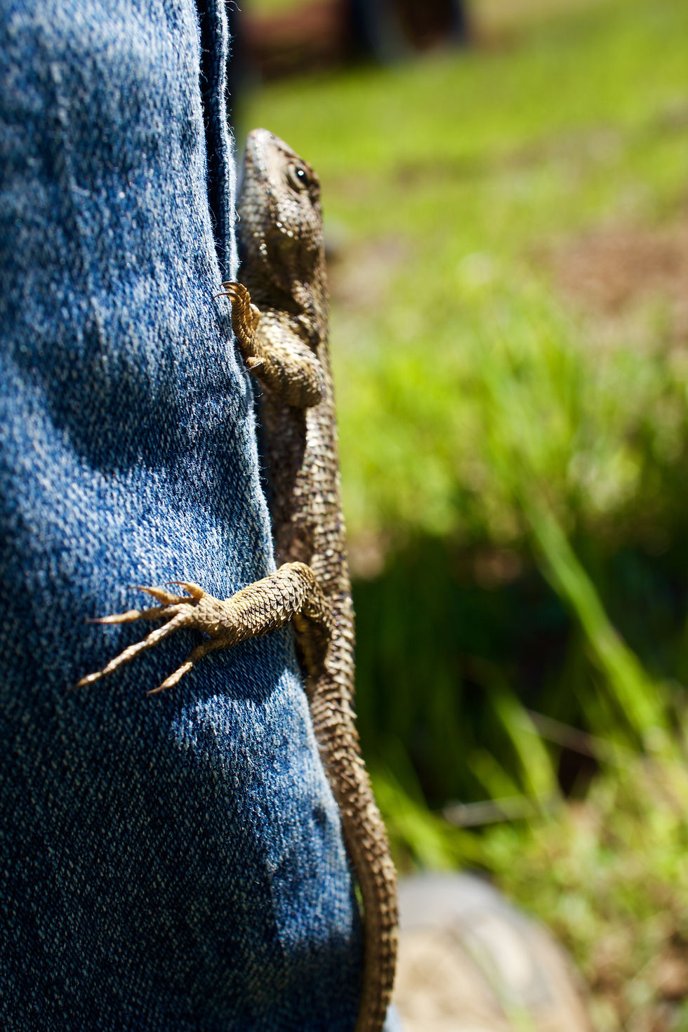 Western Fence lizard