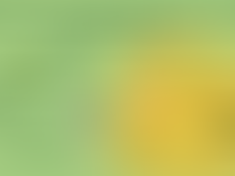 El eucalipto en Galicia: el gran desierto verde