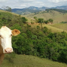 Mantiqueira de Minas