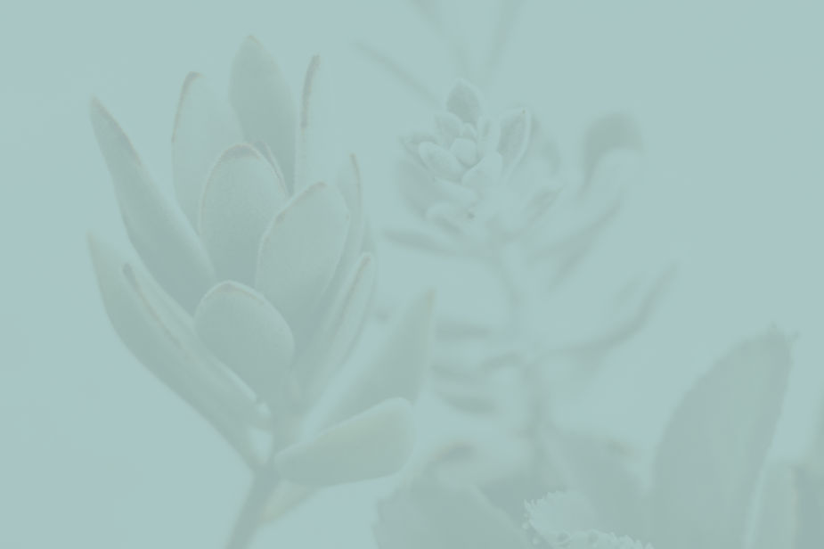 Close-Up Succulents_edited.jpg