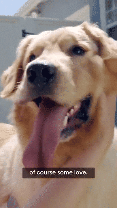 PetSmart "Tips&Tricks-Treat Training"