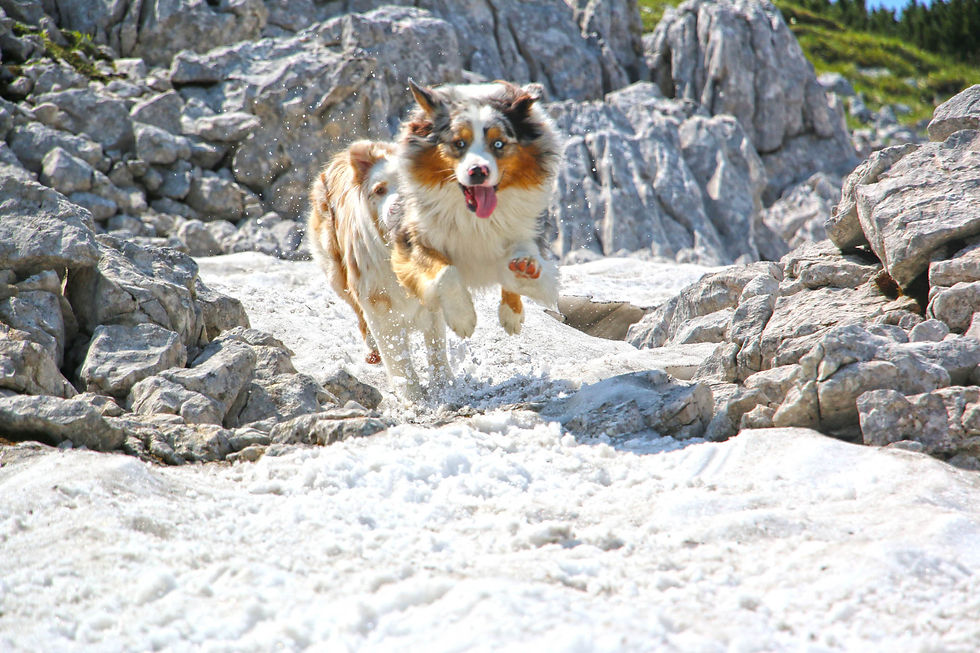 austria_trip_caravan (6)